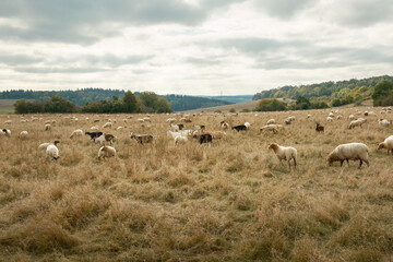 Obraz premium A flock of sheep in the pasture with many different sheep eating. A forest in the background.