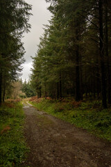 path in the forest in autumn