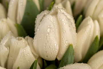 wet fresh white tulips with green leaves in a large floral bouquet, a large number of beautiful fresh white tulip flowers covered with drops of water in a holiday gift bouquet
