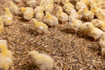 chickens in fluff at a poultry farm, sawdust litter on which broiler chickens live at a poultry farm