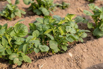 green potatoes growing in an agricultural field, dry summer weather with dry soil, the need for watering of green potatoes