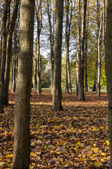 urban park with trees changing the color of the foliage, foliage on the trees