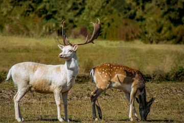 White Fallow Deer Buck Standing in Meadow with Spotted Fallow Deer
