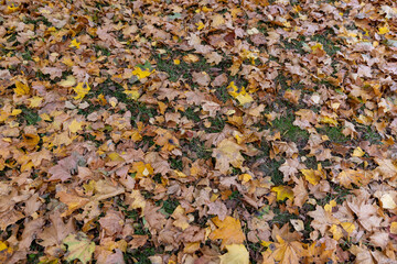 yellow dry maple foliage lying on the ground during leaf fall, late autumn in the park in cloudy weather, details of maple foliage falling to the ground