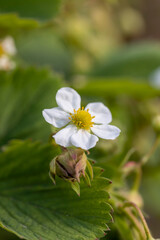Fototapeta premium blooming green strawberries in summer weather, growing strawberries before the berries ripen in the hot summer season, strawberries need watering with water