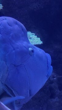 Napolen fish