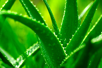 A close up of a green aloe vera plant with droplets of water on its leaves