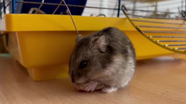 Cute domestic hamster sitting near its cage and eating a nut on a wooden surface. Close-up footage showing natural pet behavior, perfect for animal-themed content, educational videos, and pet care pro