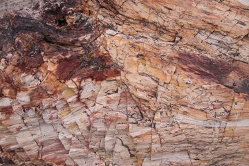 petrified wood