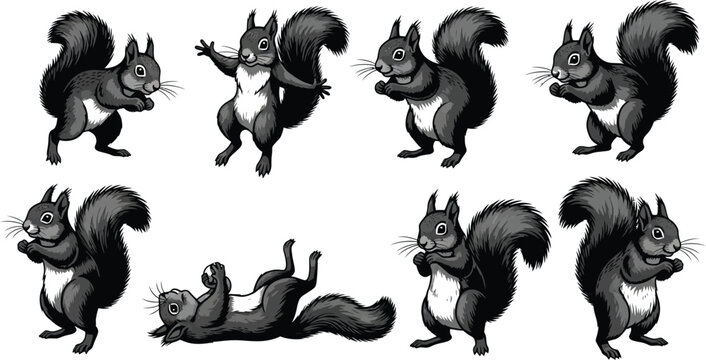 Realistic Black and Gray Squirrels in Different Poses on White rodent animal