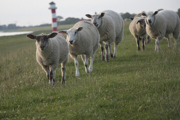Sechs Schafe auf einem Deich vor rot-weißen Leuchtturm –  norddeutsches Küstenflair
