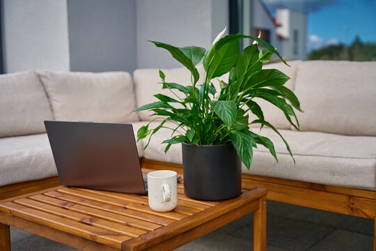 Laptop, white coffee cup and green potted plant on wooden terrace table. Concept of remote work, home office and digital lifestyle