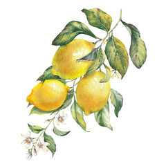 Watercolor illustration of a lemon fruit branches, hand-painted isolated clip art. Inspired by the timeless Mediterranean aesthetic of the Amalfi Coast. Perfect for summer-themed prints, packaging