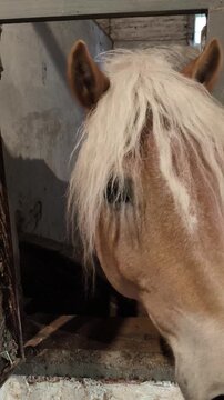 Horse stallion Haflinger breed in a stall reaches for hand. Dark palomino coat color. Front view of muzzle close-up