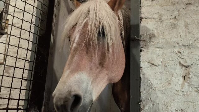 Horse stallion in the stall. Haflinger breed. Dark palomino coat color. The horse stuck its muzzle out of the stall window. The mane is braided