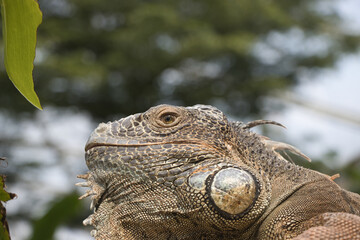 Leguan-