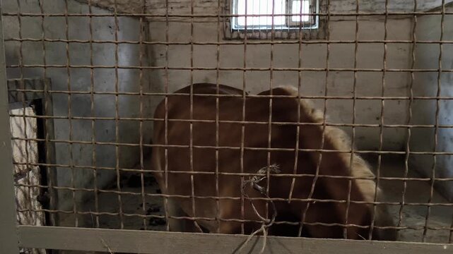 Horse stallion in the stall. Haflinger breed. Dark palomino coat color. View through the grille