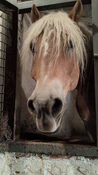Stallion horse stuck his muzzle out of the stall window and licks his lips with his tongue. Haflinger breed. Dark palomino coat color