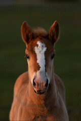 Fototapeta premium Wild Horses on a Peaceful Sunny Meadow