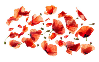 Close up of red poppy petals gently descending creating a graceful and serene botanical composition isolated on transparent background PNG