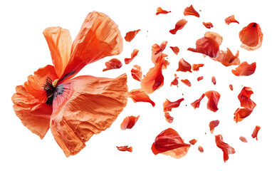 Red poppy petals falling from above frozen in motion capturing a delicate and dynamic floral scene isolated on transparent background PNG