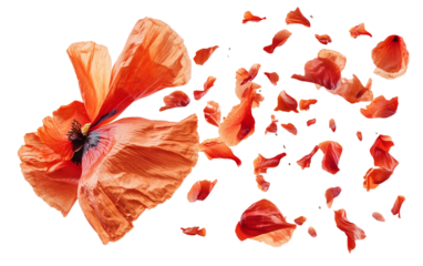 Red poppy petals falling from above frozen in motion capturing a delicate and dynamic floral scene isolated on transparent background PNG