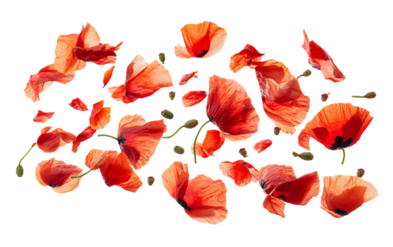 Close up of red poppy petals gently descending creating a graceful and serene botanical composition isolated on transparent background PNG