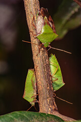 Insect, a beautiful insect seen in detail through a macro lens, revealing its textures and colors. Selective focus.