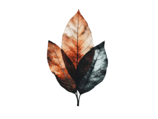 PNG of Three elegantly arranged leaves showcasing autumn colors, creating a serene and artistic composition.