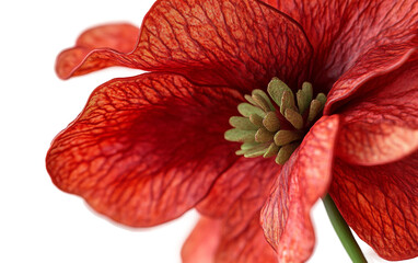 Artistic depiction of a red remembrance poppy emphasizing texture, vibrant color, and symbolic meaning isolated on transparent background PNG