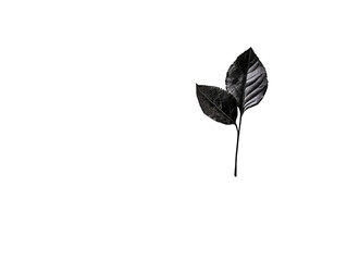 Obraz premium PNG of A single, dark leaf gracefully illuminated against a stark black background, capturing the essence of elegance and simplicity.