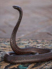 Cobra snake on a rug in the Marrakech, Morocco market 