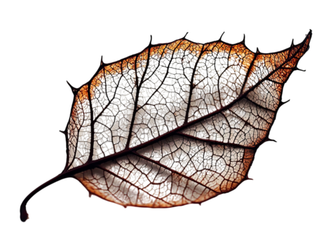 PNG of A stunning close-up of a leaf, displaying intricate details of veins and a delicate, transparent texture.