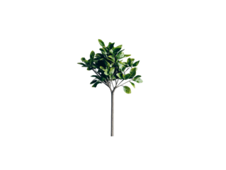 PNG of A vibrant green tree with lush leaves on a slender trunk, symbolizing nature and growth.