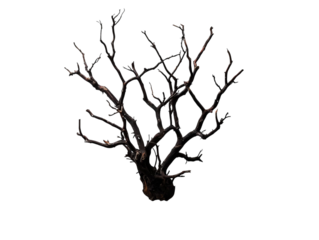 PNG of A striking bare tree branch silhouette, displaying intricate and twisted forms against a dark background.