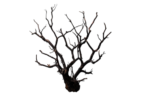 PNG of A striking bare tree branch silhouette, displaying intricate and twisted forms against a dark background.