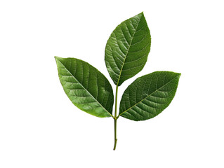 Obraz premium PNG of A vibrant green leaf cluster showcasing the intricate textures and patterns in nature's design.