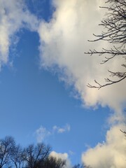 Fototapeta premium tree branches against a blue sky with white fluffy clouds