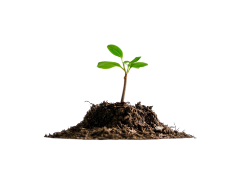 PNG of A young green plant emerging from rich soil, symbolizing growth and renewal.
