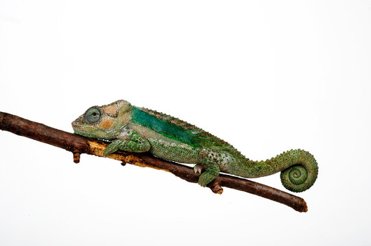 Knysna dwarf chameleon - male // Knysna-Zwergcham&auml;leon - M&auml;nnchen (Bradypodion damaranum) - Cape Province, South Africa