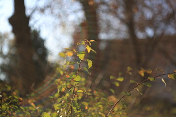 wild flowers in the forest