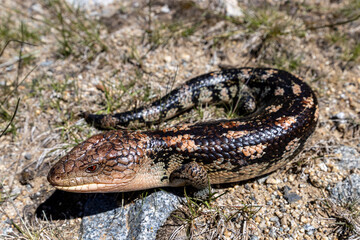 Australian Blotched Blue-tongue Skink in sub-alpine habitat