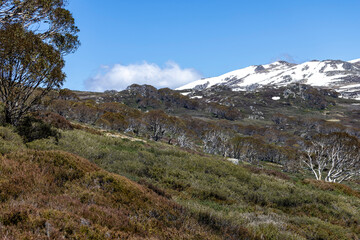 Snow Gums And Landscape Scene