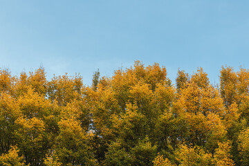 Autumn Treetops with Golden Yellow Foliage Against Blue Sky