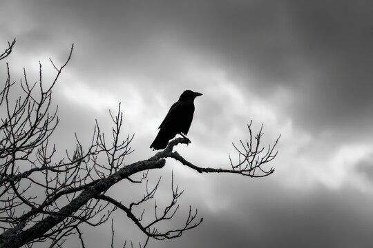 Stark Silhouette of Bird Perched on Lifeless Branch