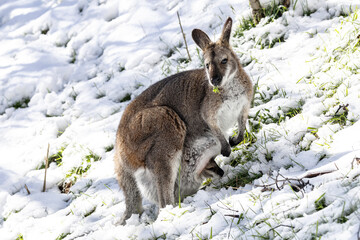 Australian Red-necked Wallaby with joey feeding on grass shoots in the snow