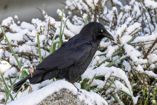 Australian Little Raven perched on snow covered rock