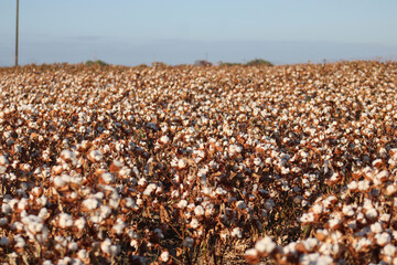 Cotton Field at Harvest