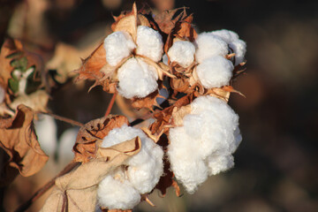 Harvest Ready Cotton