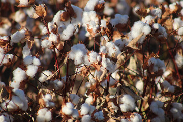 Cotton Ready to Harvest